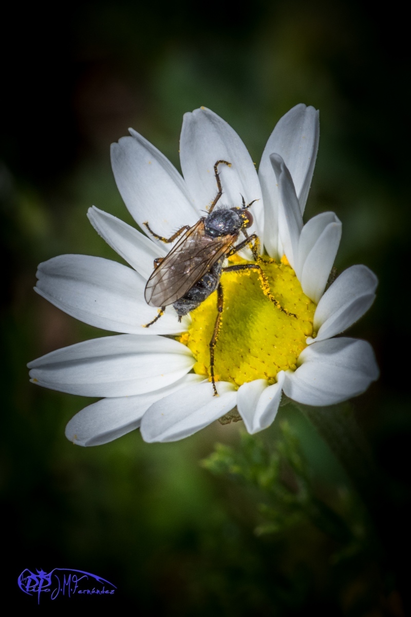 27461262876_77cb89cb2d_o