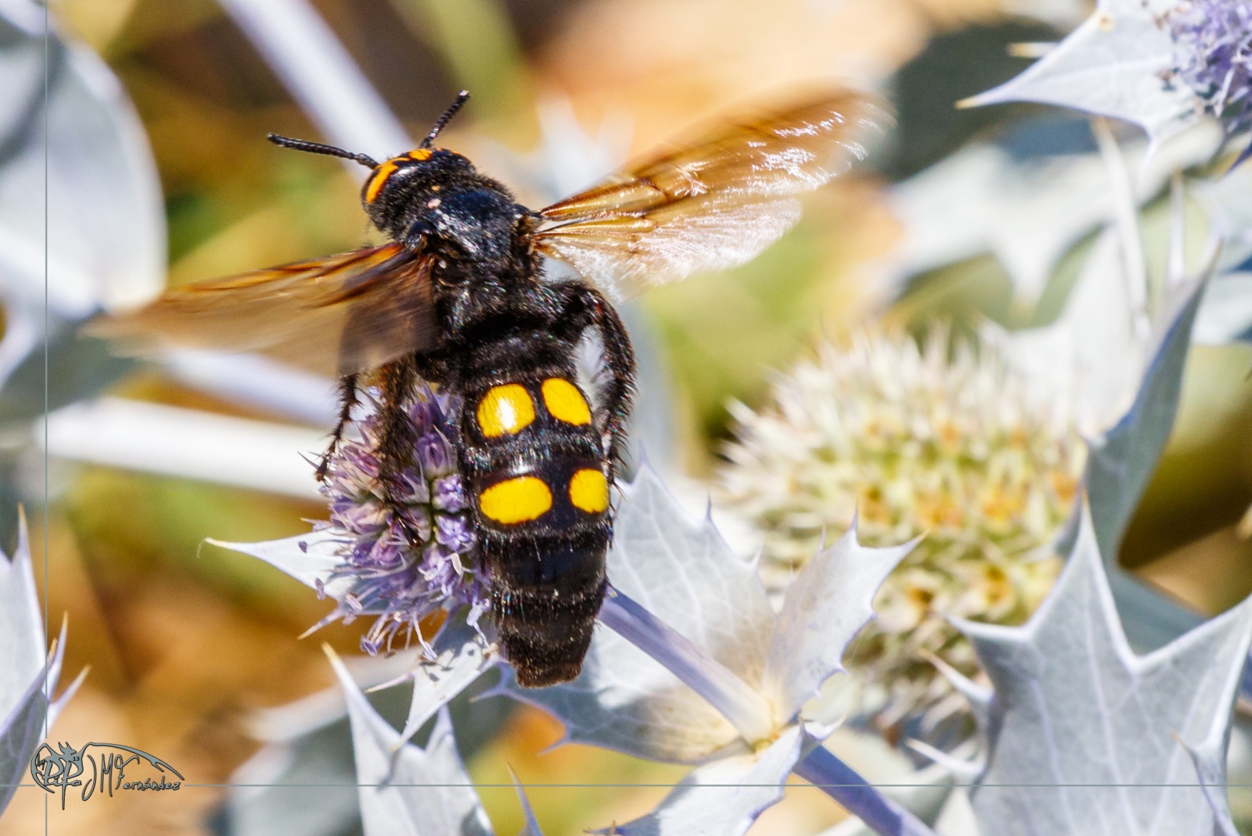 28279545302_e6f8bb3fe7_o