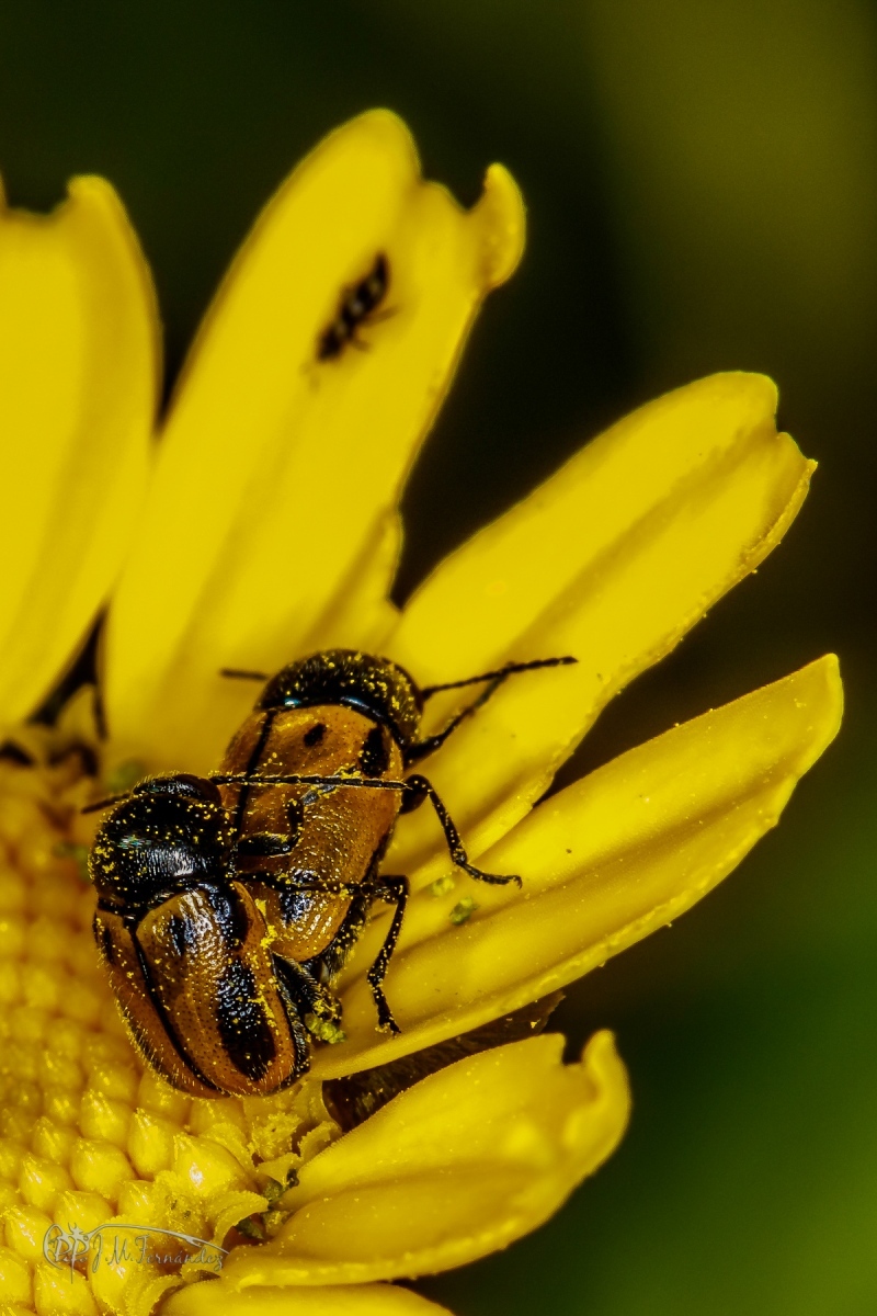 30106133938_128f5a9d00_o