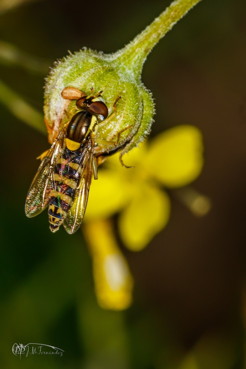 30106134018_1054e0717a_o