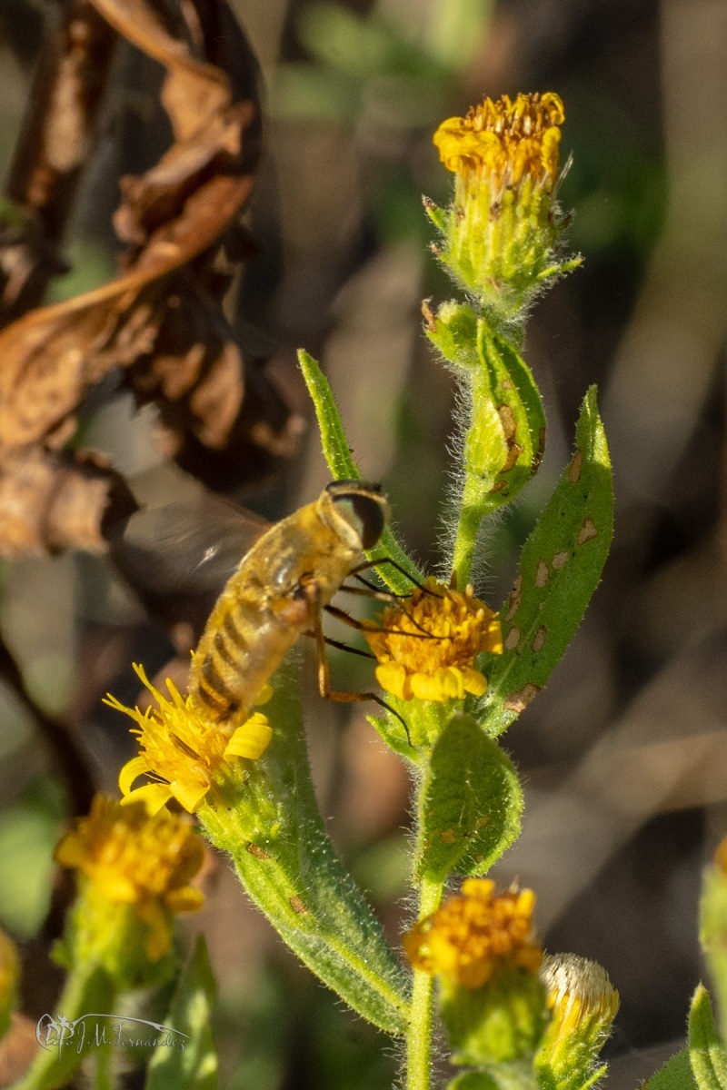 31236877188_98fdb7aa66_o