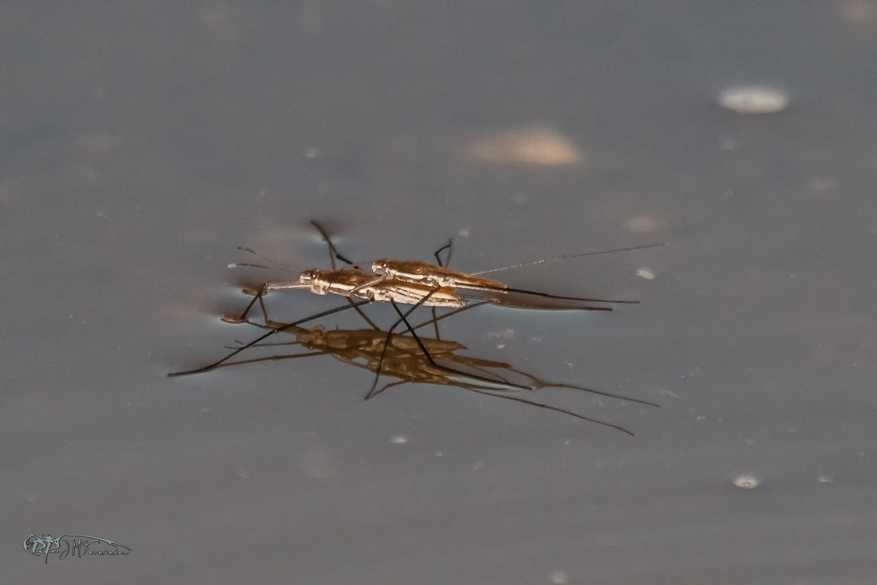 32692975297_c5401443cc_o