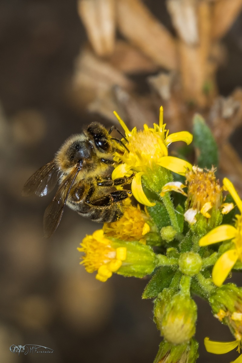 32937428890_7dc408acbf_o