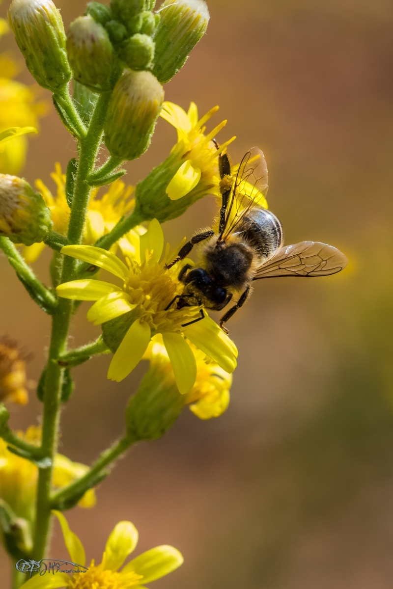 32937433000_21e114b42c_o