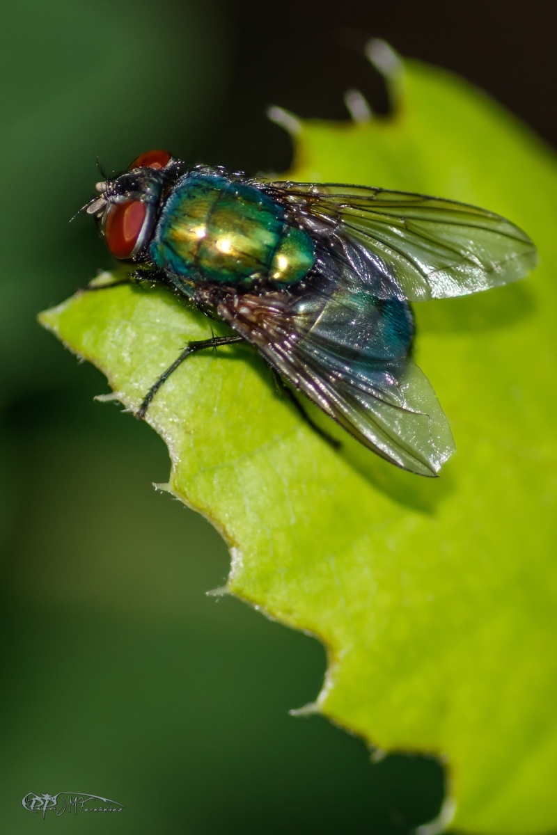 35420805525_ca93fbca2a_o