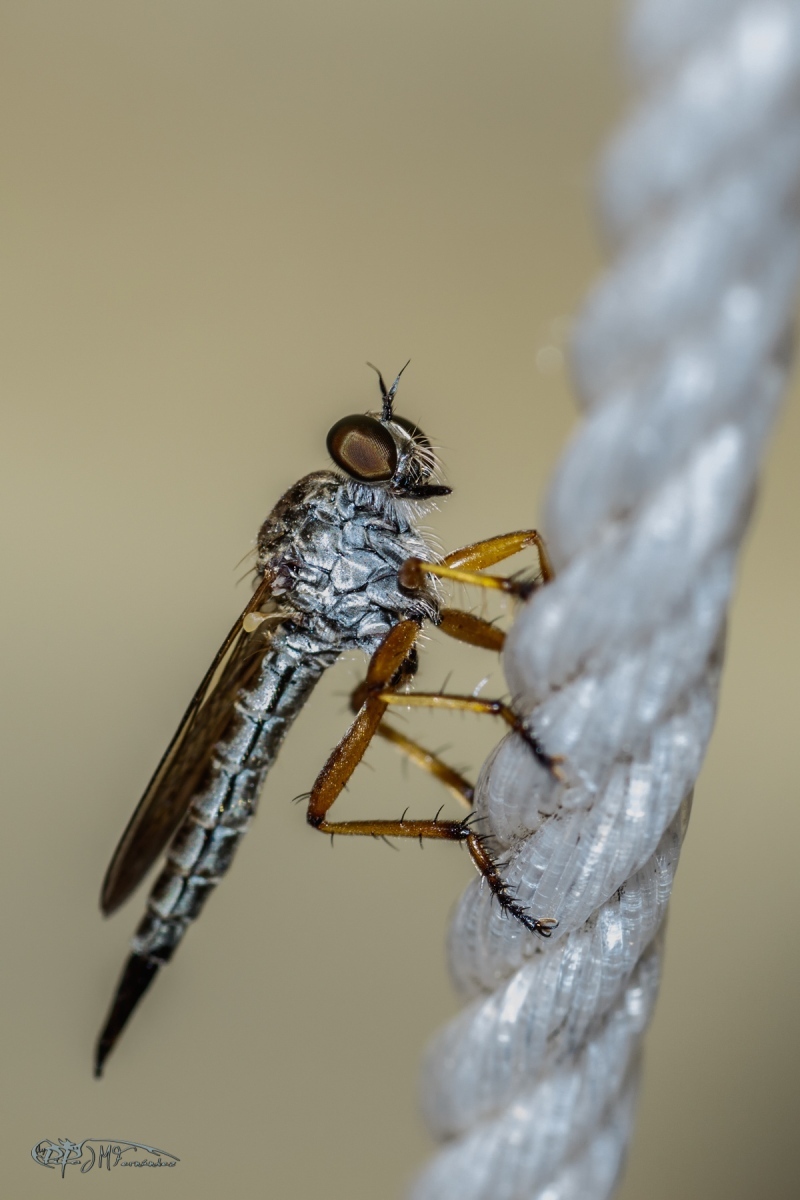 35885907441_0129fa1389_o