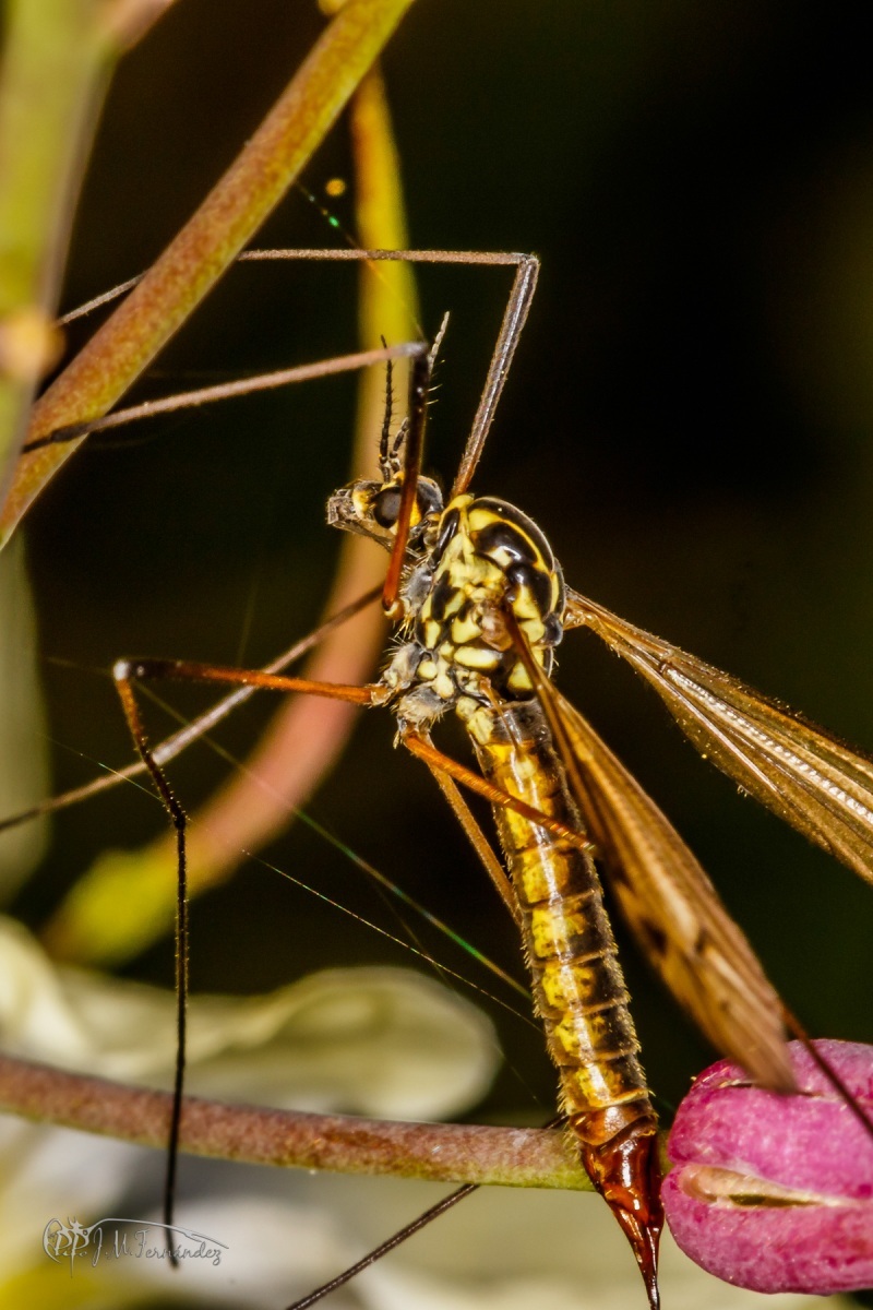 42165875320_5e6f832e53_o