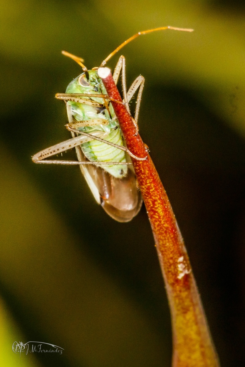 42165875430_3f3e542267_o