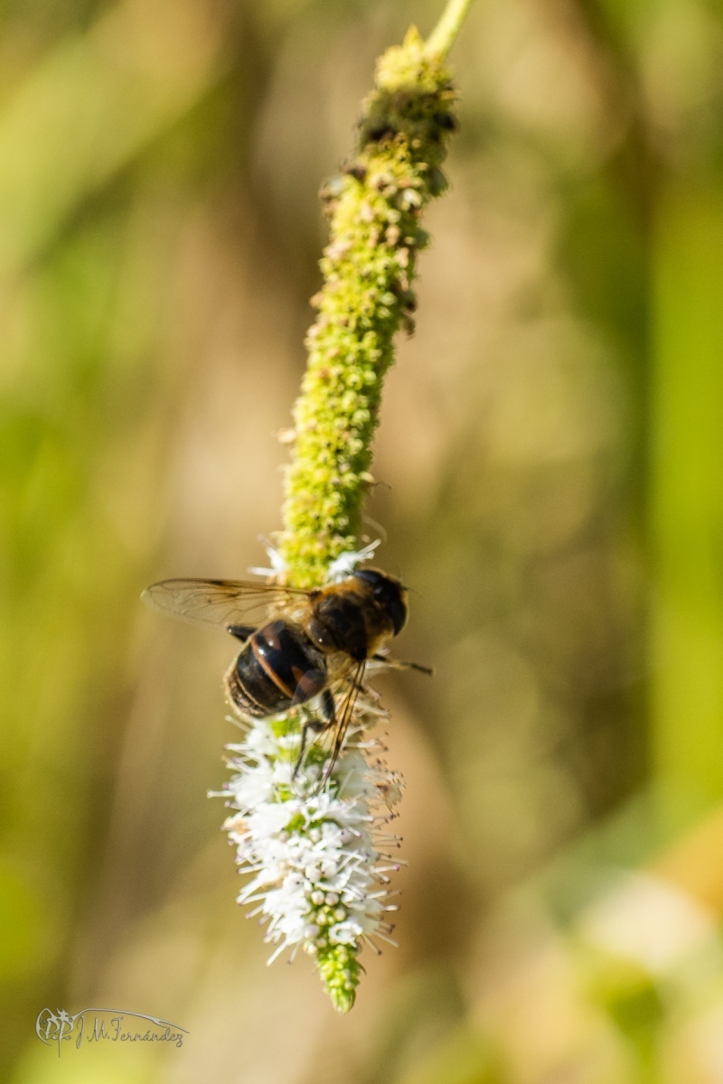 43007600960_fa9493dcda_o