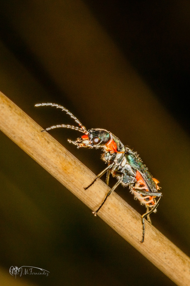 43256083004_0f611687ed_o