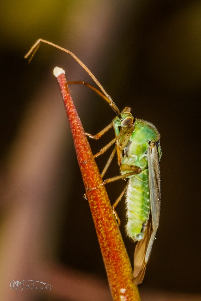 43256083074_80912e67ee_o