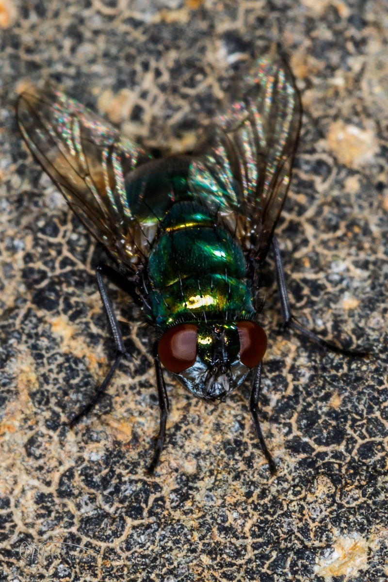 43256083444_5a1f360934_o