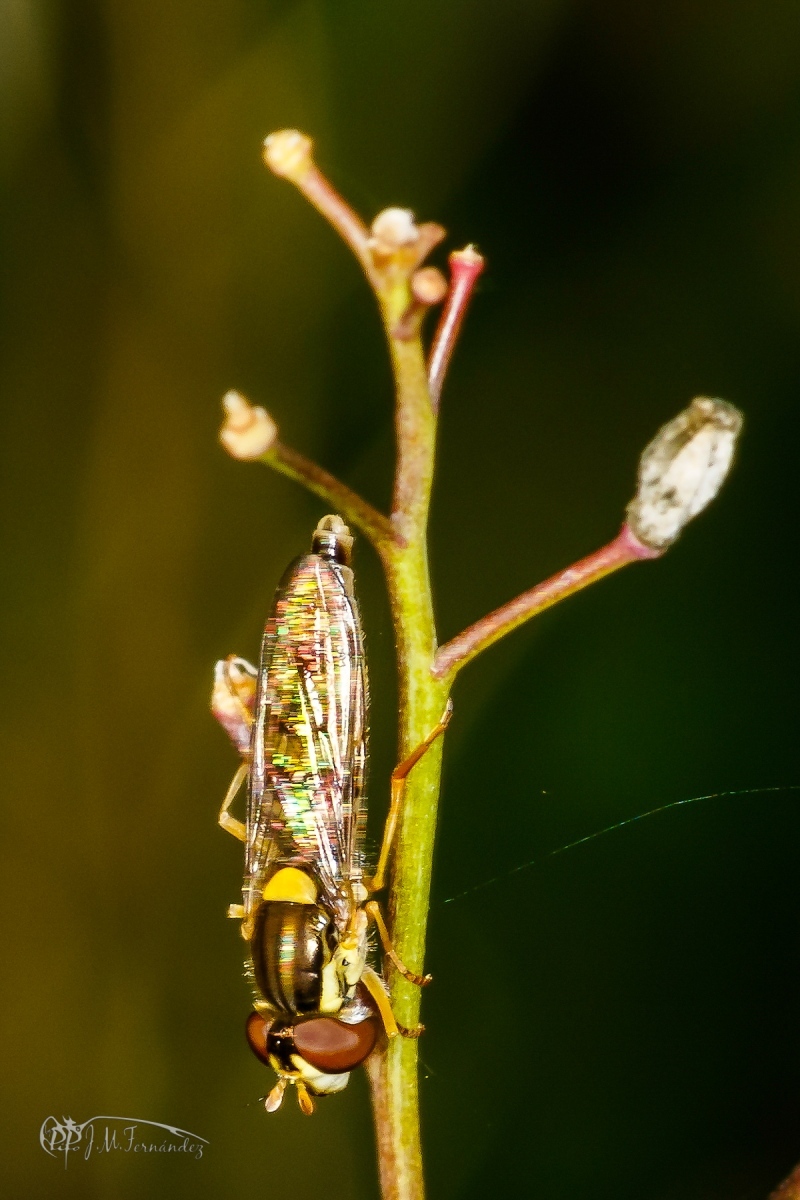 43256083584_cae5ded3a6_o