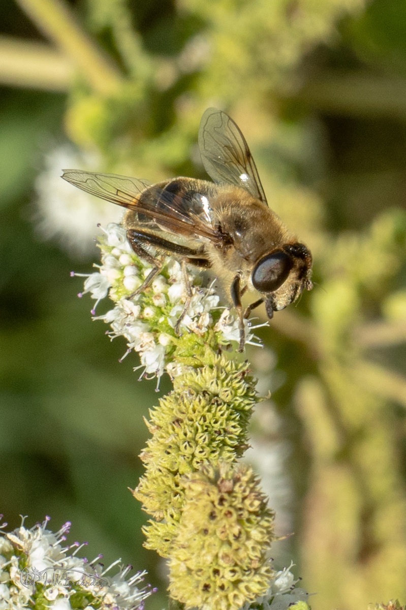 44432859294_886808a3cb_o