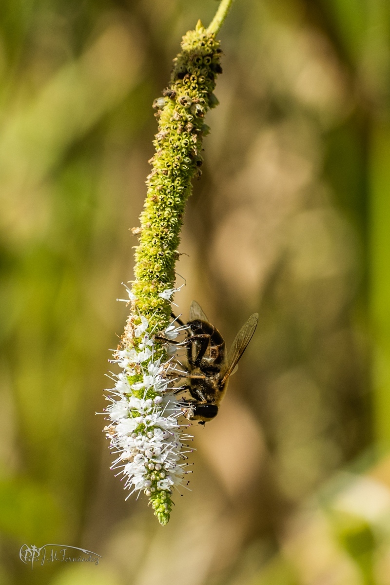 44769119642_a34e04677e_o