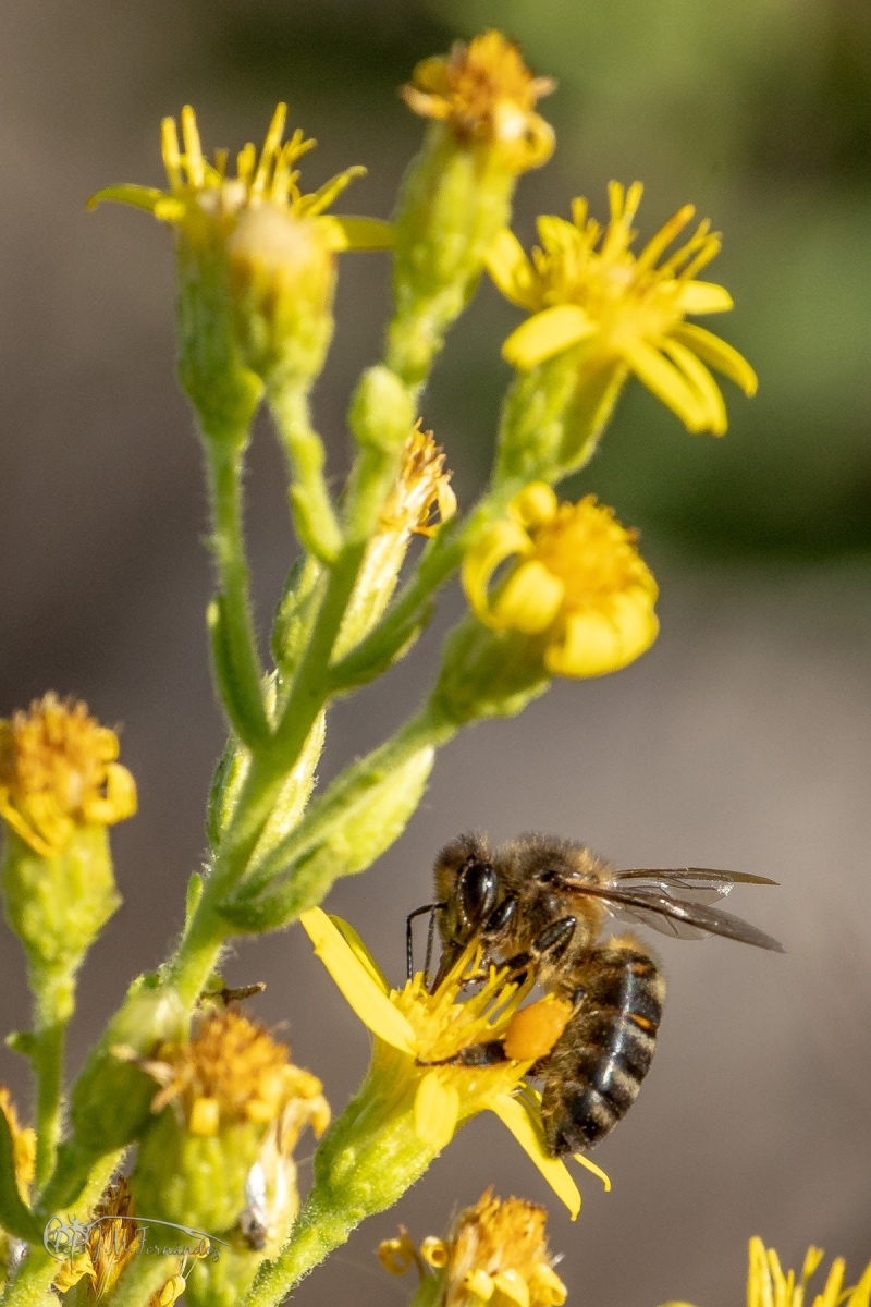 45110648581_a26f151e76_o