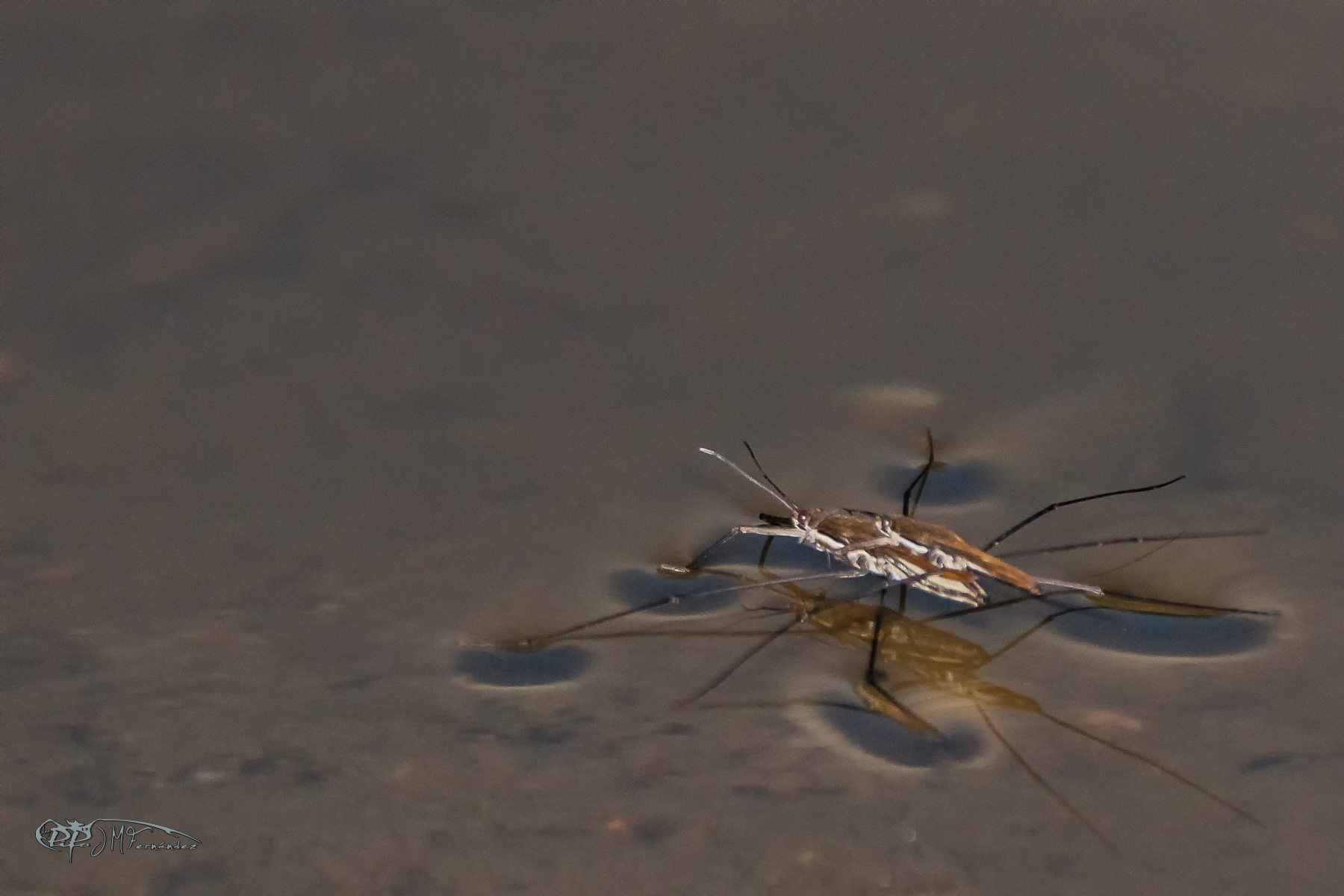 47582628282_880c75d7f7_o