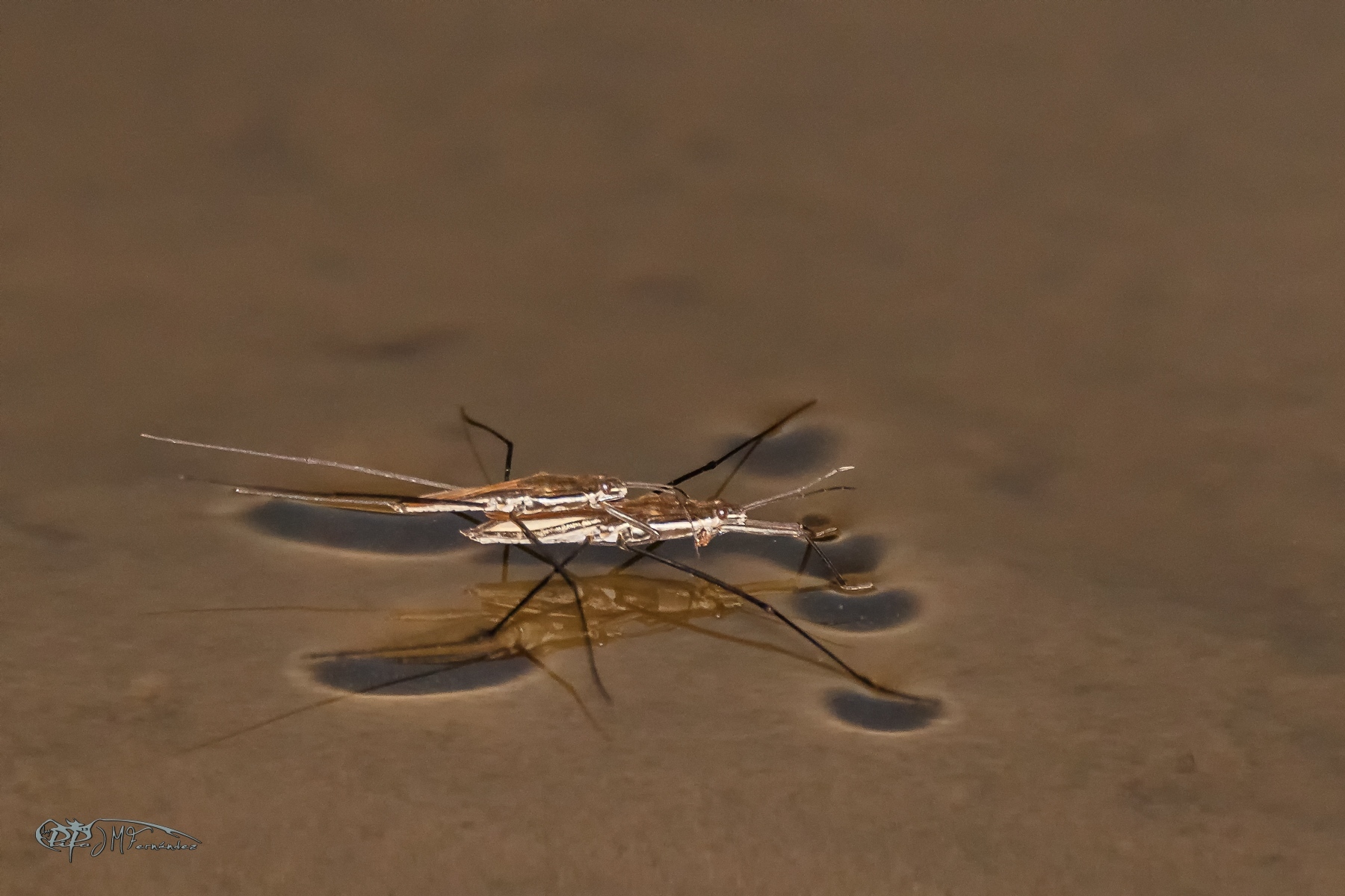 47582628292_7f66daaecb_o