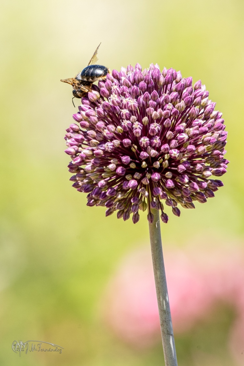 47950003532_44278d580e_o