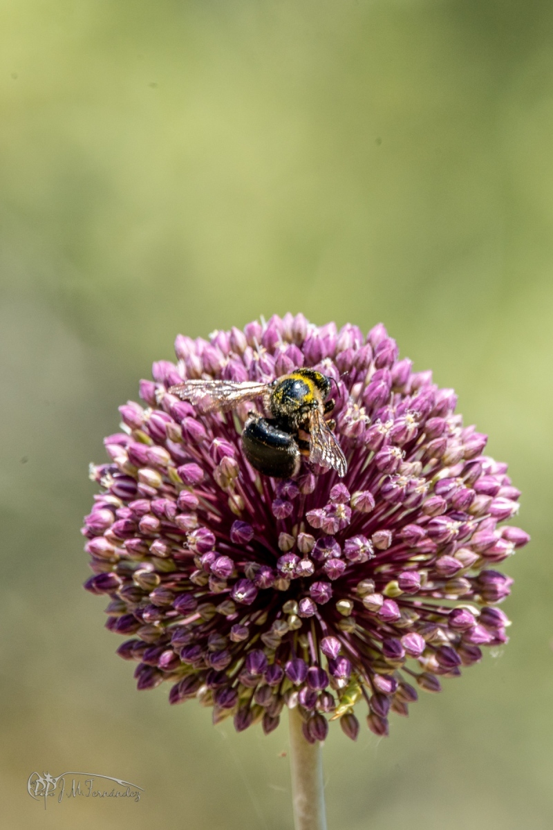 47950050636_69e5c2d170_o