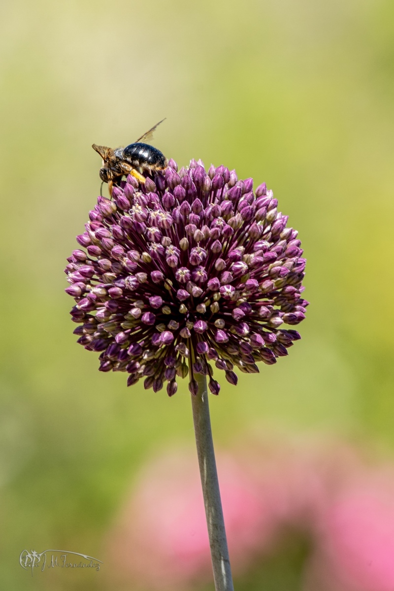 47950050851_c49c709f3b_o