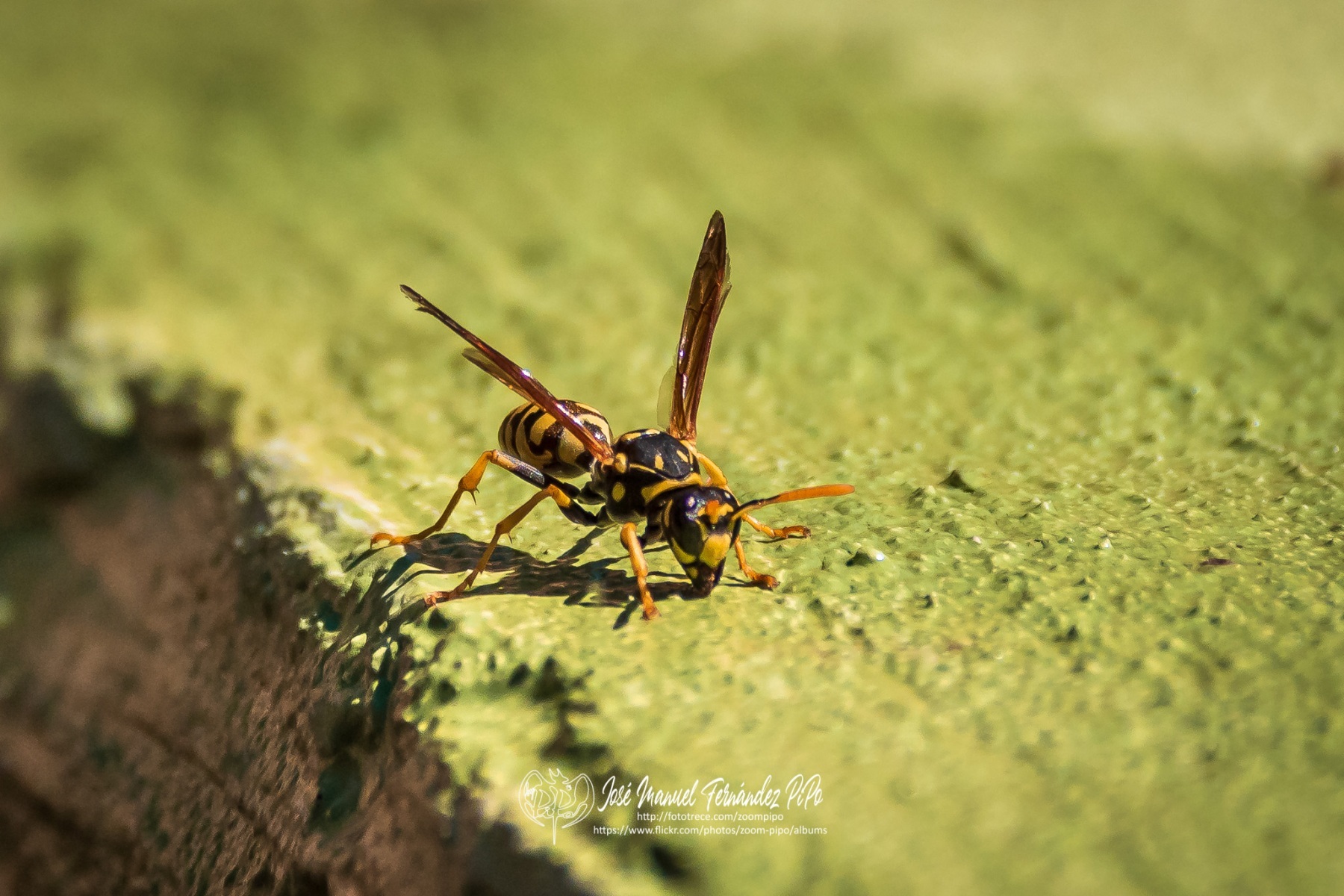 50054513688_169b13ac85_o