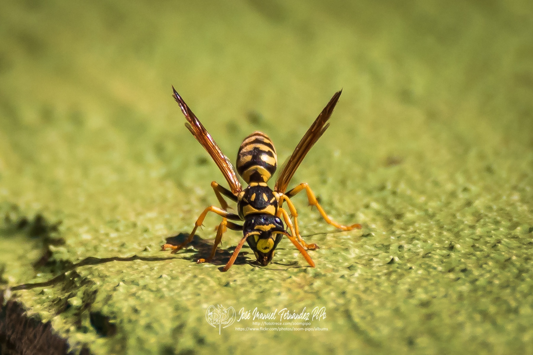 50055337932_2d7a1fa995_o