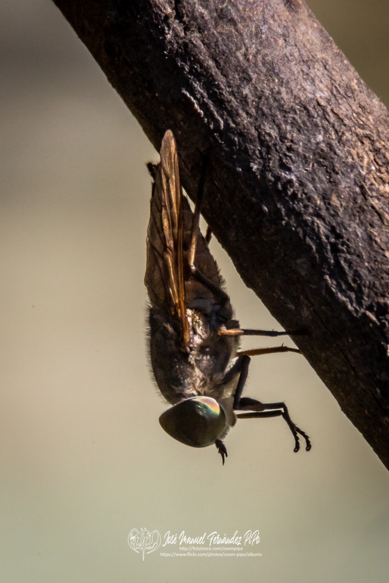 50257553608_b2fd3b6a4b_o