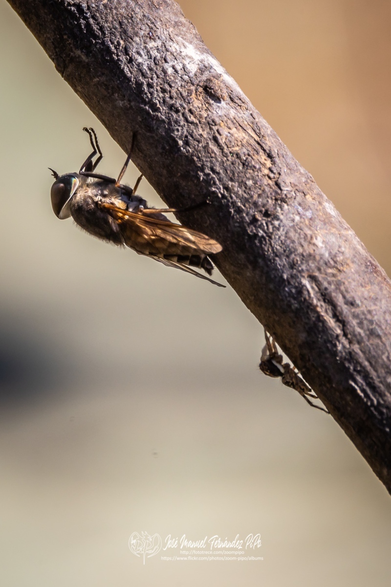 50257553648_9c0ab47c7a_o