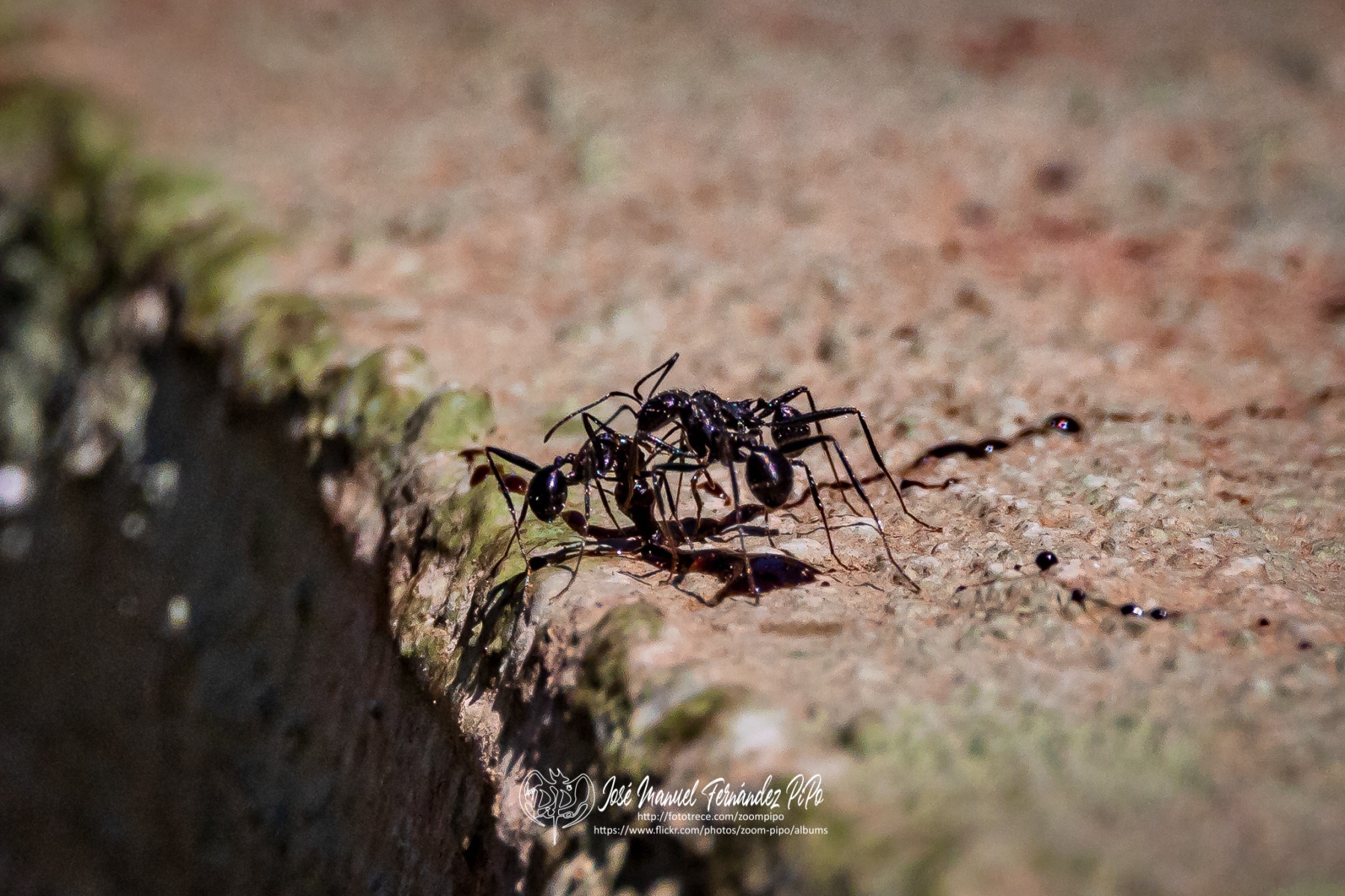 50353195196_88186ef03d_o