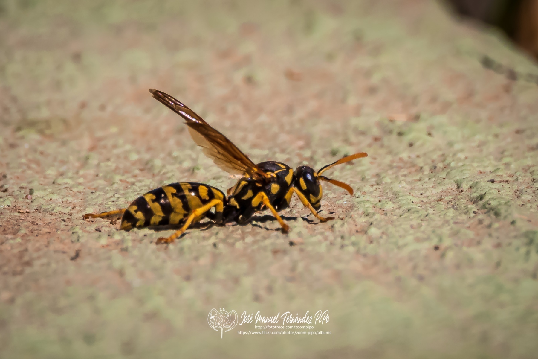 50389943586_98323a5000_o