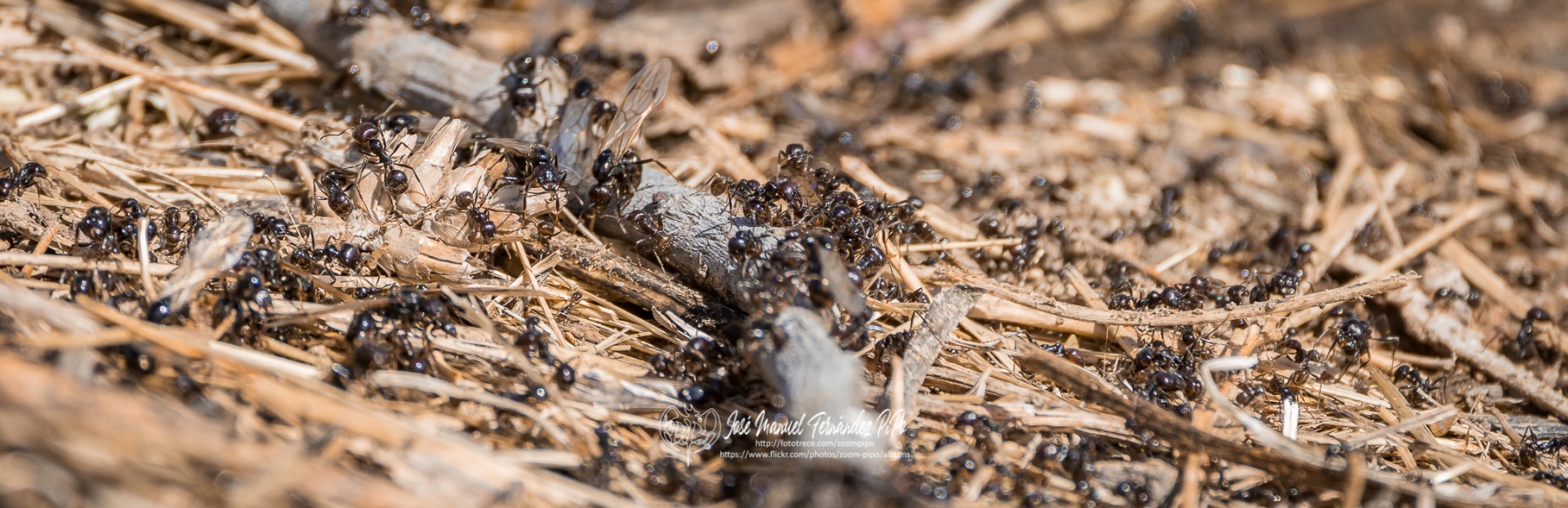 50757503733_785174997c_o