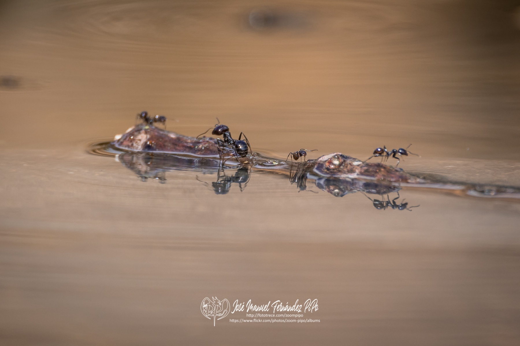 50758240966_ba05c2317e_o