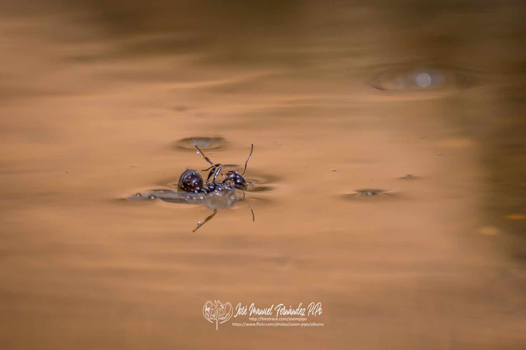 50758241041_2628a1f965_o