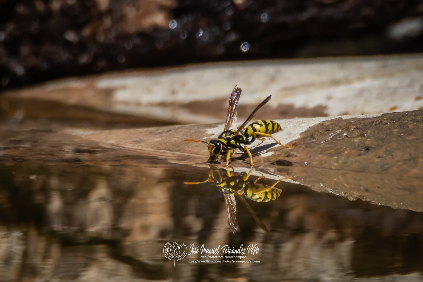 50766385961_175b6f9083_o