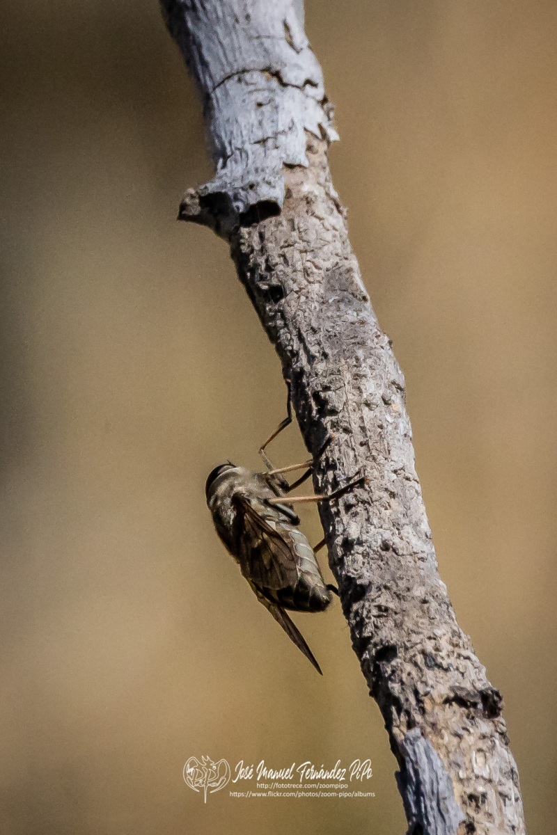 50766500182_84b338ea6c_o