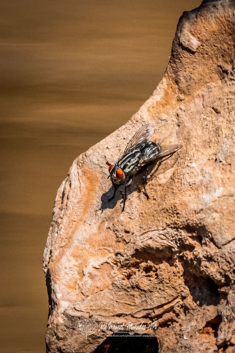 50833653108_a1d0fee777_o