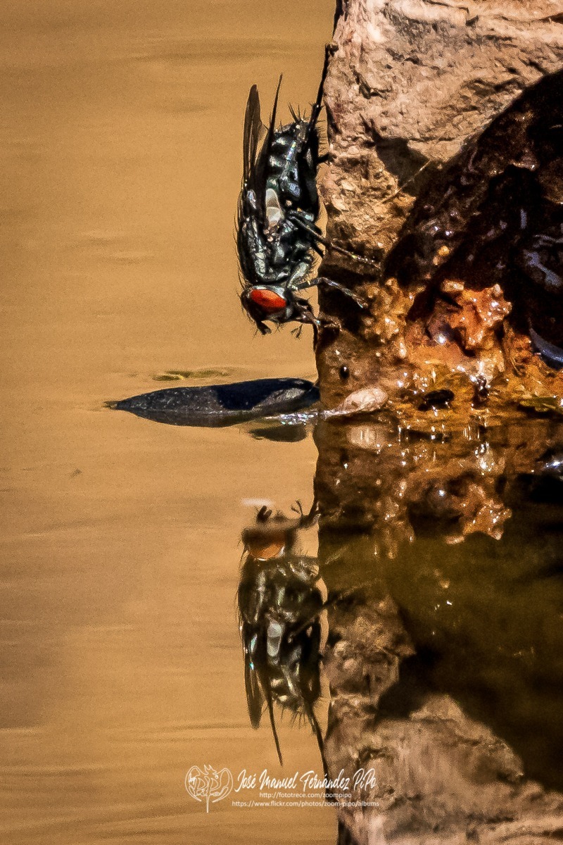 50833653138_463314edf4_o