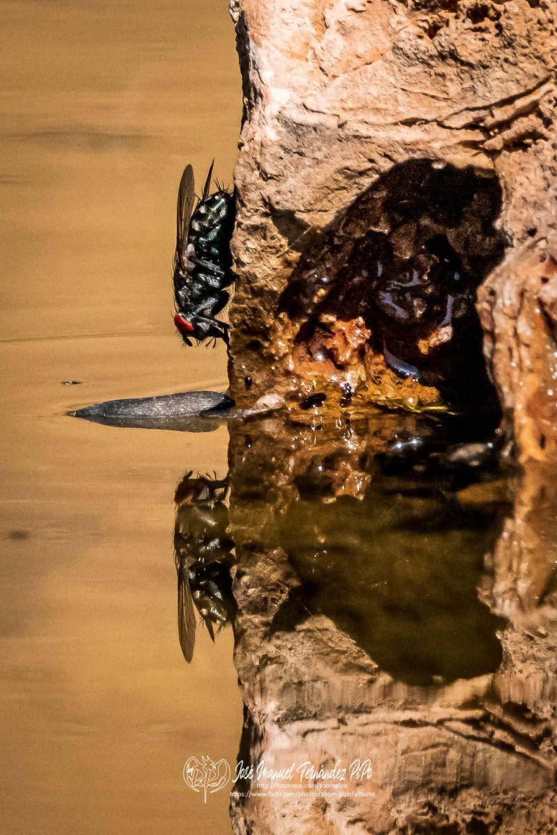 50834386721_0169e69681_o