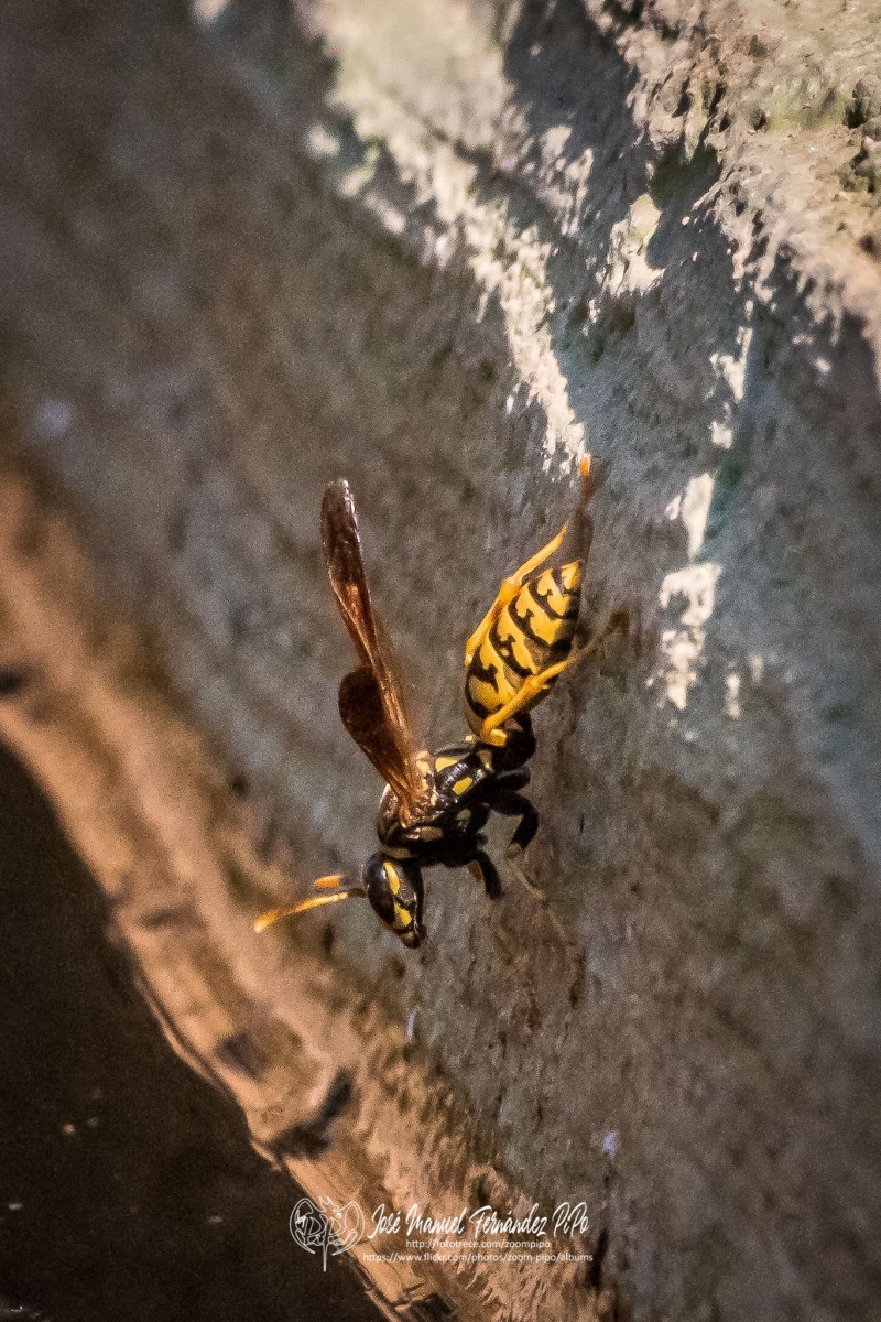 50834472447_22181c9293_o