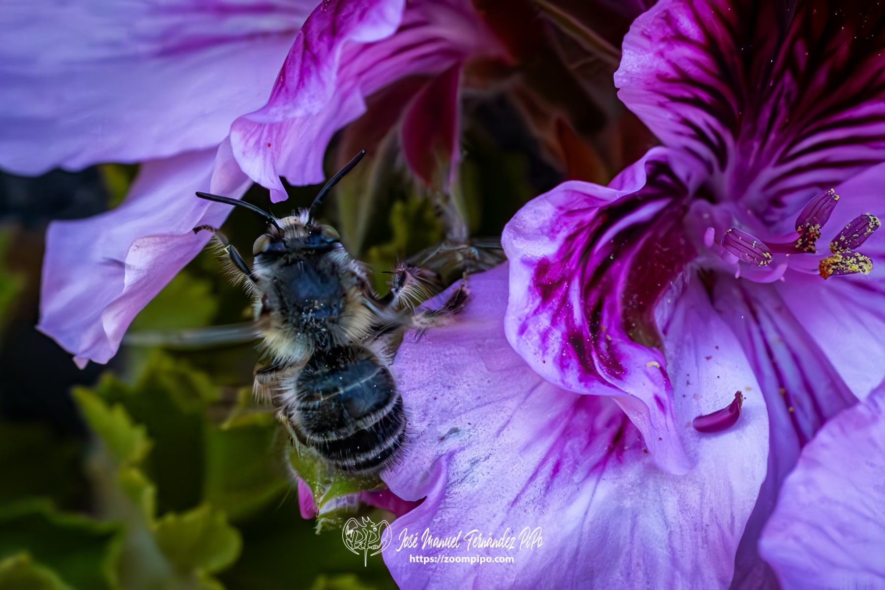 PiPo-0765661-Mejorado-NR-E-E