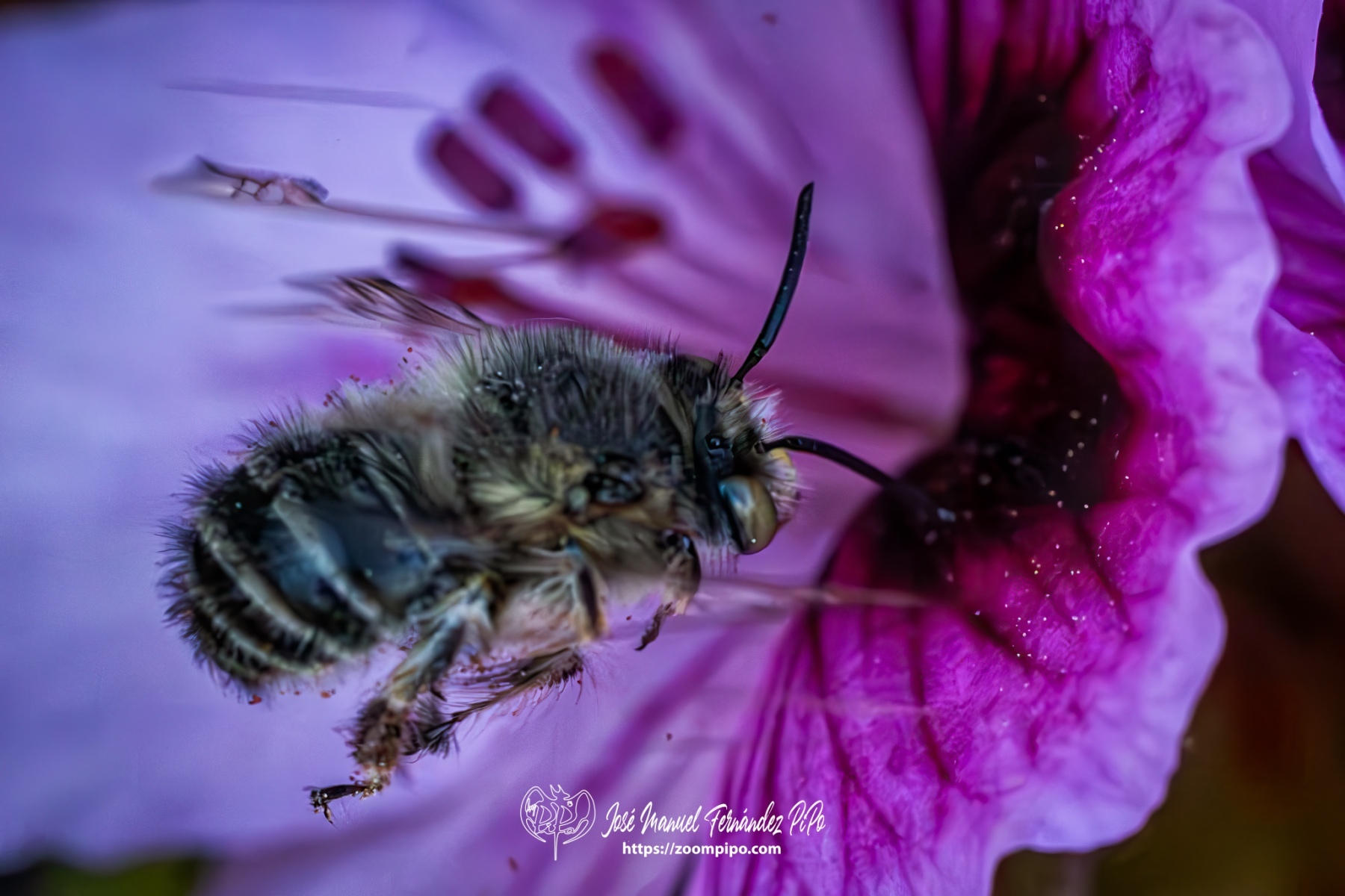 PiPo-0765706-Mejorado-NR-E-E