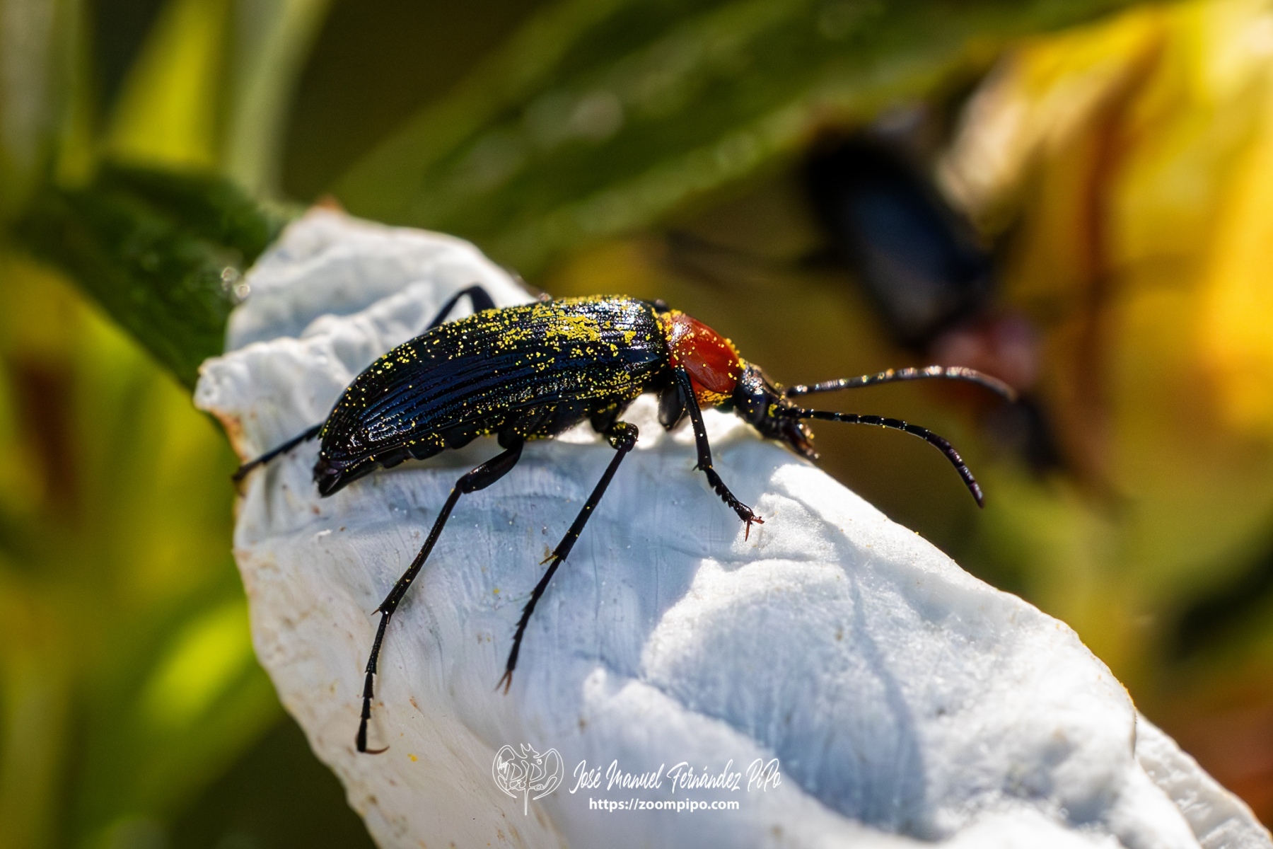 PiPo-0765866-Mejorado-NR-E-E