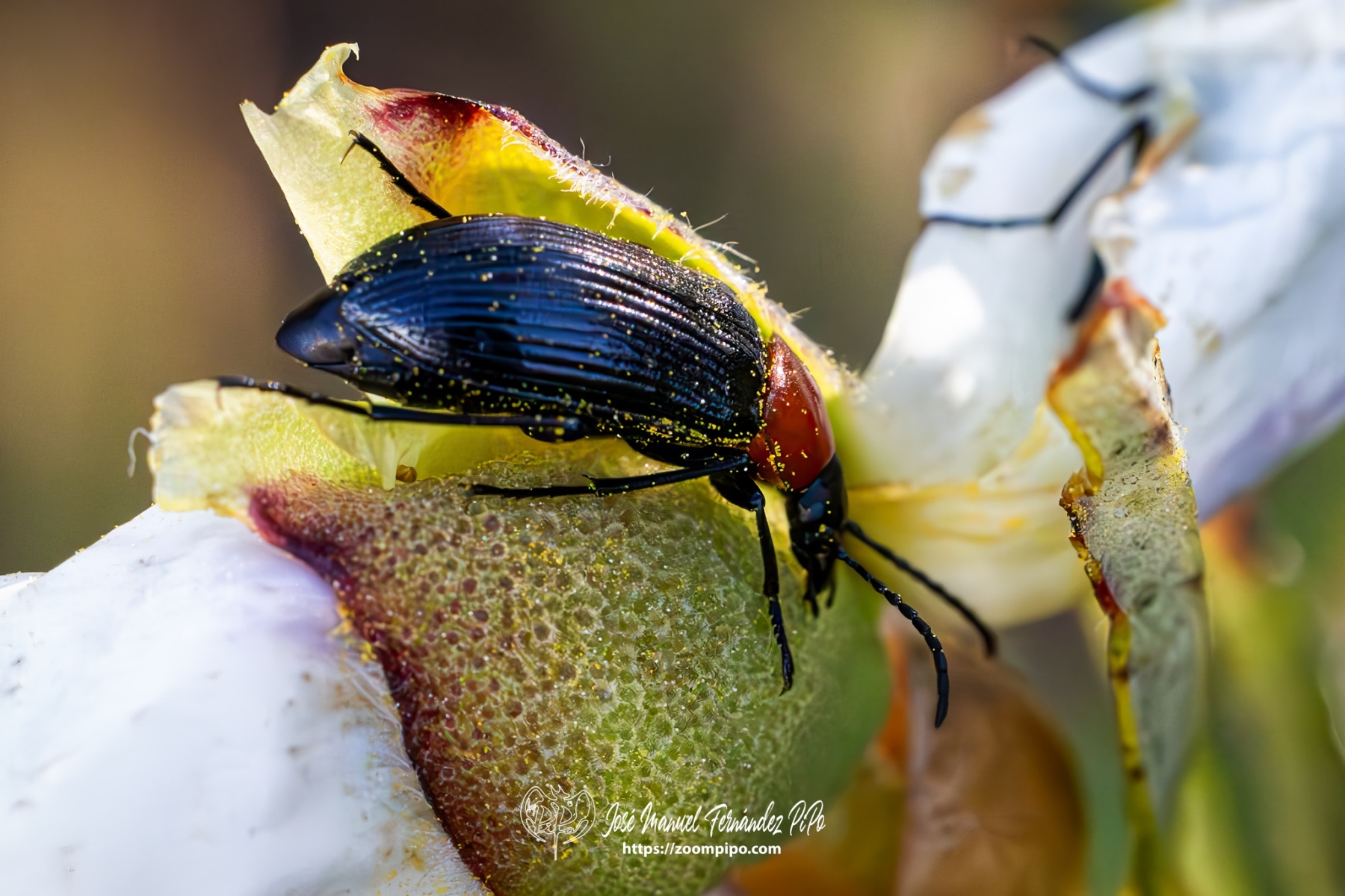 PiPo-0765895-Mejorado-NR-E-E