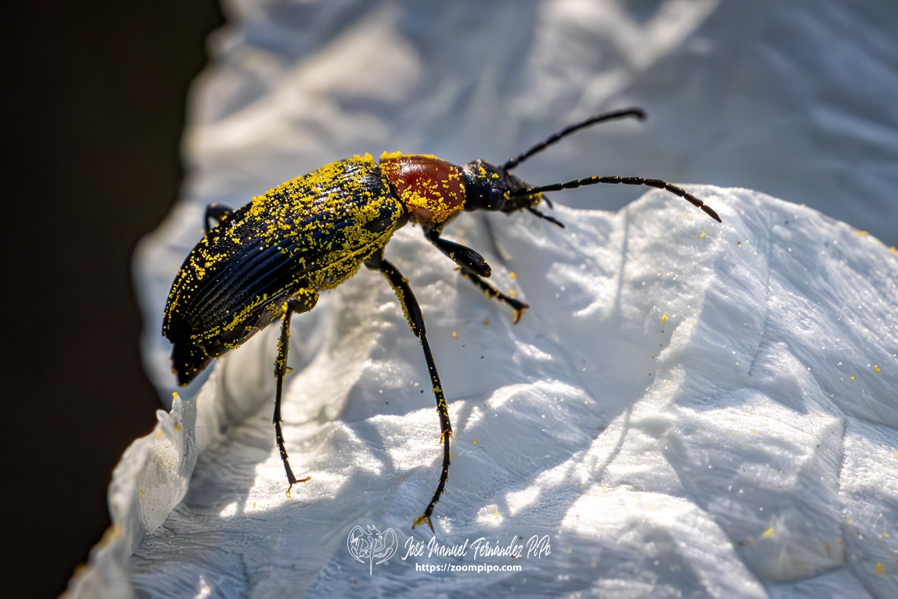 PiPo-0765927-Mejorado-NR-E-E