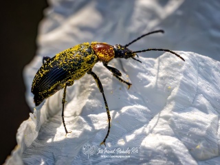 Insectos Varios
