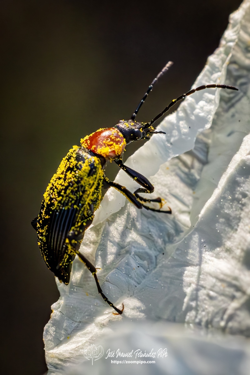 PiPo-0765936-Mejorado-NR-E-E