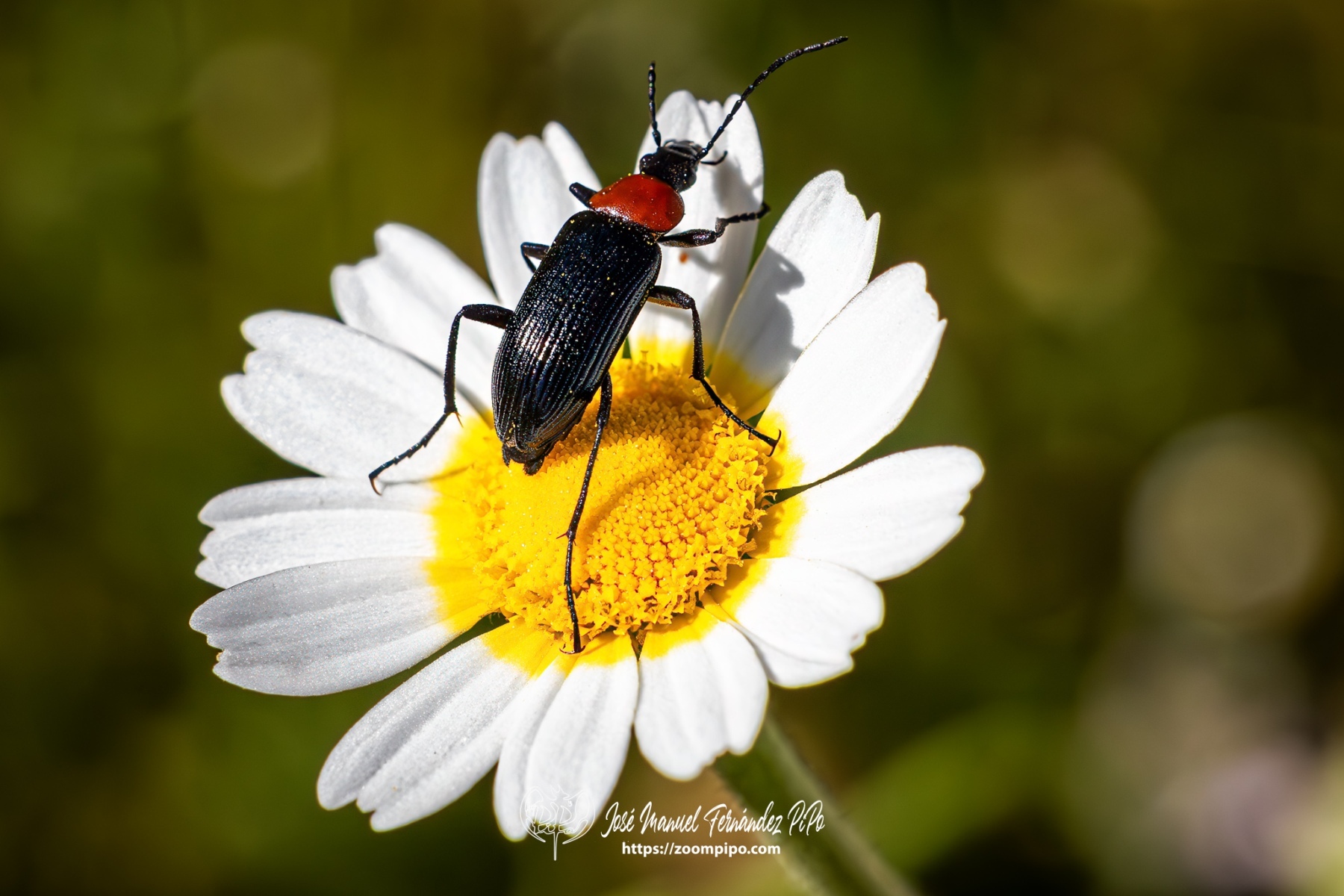 PiPo-0766066-Mejorado-NR-E-E