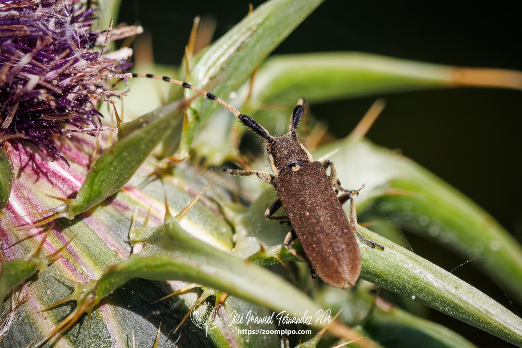 PiPo_762690-Mejorado-NR-Erl