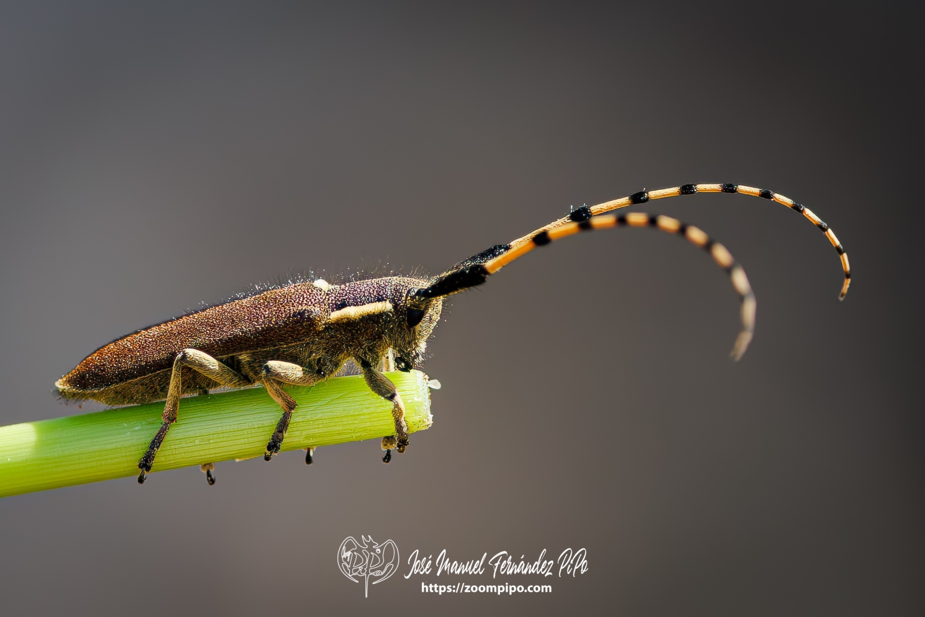 PiPo_762841-Mejorado-NR-Erl